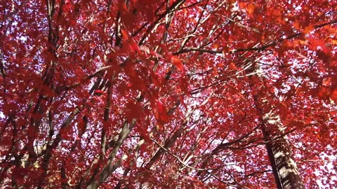 SUPER RED TREE Stock Footage 193708093