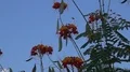 super slo mo bees and butterfly enter scene with blossoms low angle HD Footage