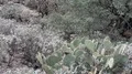 super slo mo black swallowtail leaves prickly pear cactus HD Footage