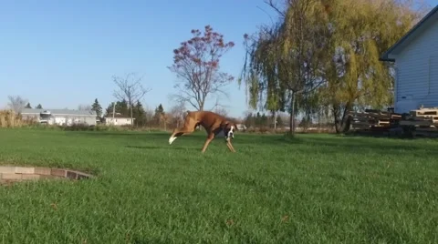 Super slo mo boxer and french mastiff playing Stock Footage 56861618