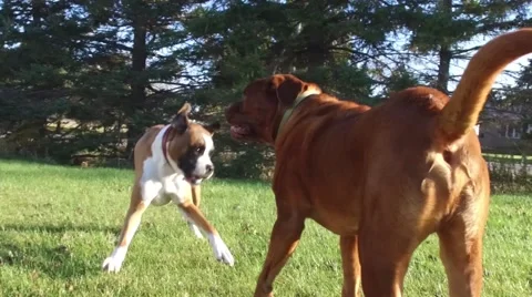 Super slo mo boxer mastiff playing outside Stock Footage 56861619