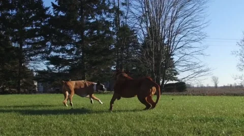 Super slo mo boxer spins away from mastiff in fight Stock Footage 56861649