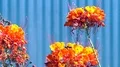 super slo mo butterfly launches from flower HD Footage