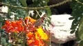 super slo mo butterfly sits and feeds on flower HD Footage