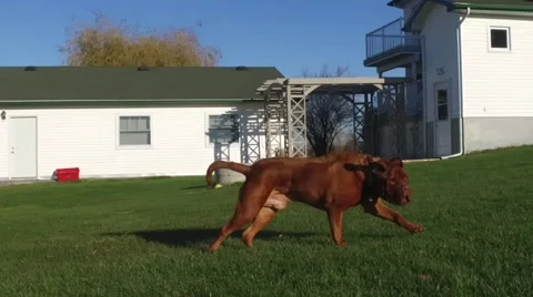 Super slo mo dogue de bordeaux (french mastiff) Stock Footage 56861667