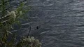 super slo mo dragon fly over water near plants 2 HD Footage