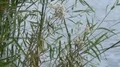 super slo mo dragonfly arrives in the water front greens Video HD