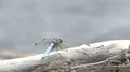 super slo mo extreme closeup of dragonfly taking off of log HD Footage