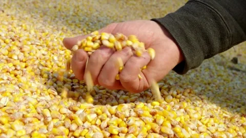 SUPER SLO MO Farmer cupping maize kernels after harvest is done Examining Stock Footage 270463877