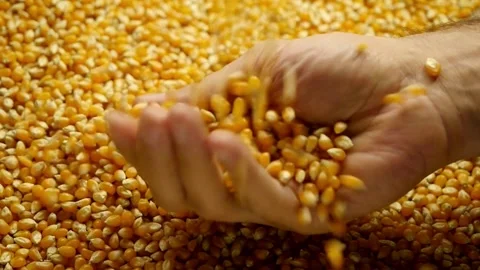 SUPER SLO MO Farmer cupping maize kernels after harvest is done Examining Stock Footage 270464344