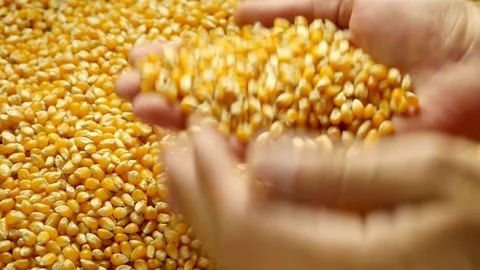 SUPER SLO MO Farmer cupping maize kernels after harvest is done Examining Stock Footage 270464480