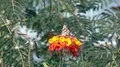super slo mo low angle monarch butterfly departs from blossom HD Footage