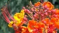 super slo mo macros of lantana blossom in the breeze HD Footage