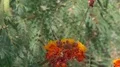 super slo mo monarch butterfly feeds on blossom HD Footage