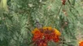 super slo mo monarch butterfly feeds on blossom and flies away HD 影片