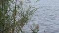 super slo mo multitudes of dragonflies arrive at waterfront greenery HD Footage