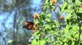 super slo mo painted lady butterfly departs from flower 3 HD動画