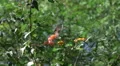 super slo mo painted lady butterfly departs from flower 3 HD 影片