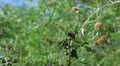 super slo mo painted lady butterfly arrives frame right and lands on flower HD 동영상