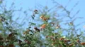 super slo mo painted lady butterfly group flight HD Footage
