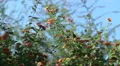 super slo mo painted lady butterfly departs from flower 2 HD-videomateriaal