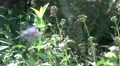 super slo mo painted lady butterfly departs from flower HD 影片