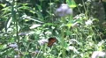 super slo mo painted lady butterfly resting on flower HD Footage