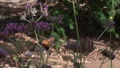 super slo mo painted lady butterfly leaves flower after feeding HD Footage