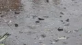 super slo mo rain drops hitting desert puddle HD動画