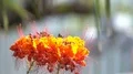 super slo mo small butterfly changes position on blossom HD 影片