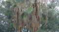 super slo mo soft focus heavy rain palm trees HD 동영상