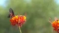 Super slo mo swallow tail butterfly sitting on flower HD-videomateriaal