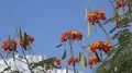 super slo mo swallowtail butterfly flies by behind flowers low angle HD Footage