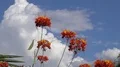 super slo mo swallowtail butterfly crosses scene with blossoms and thunderhea HD 동영상