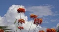 super slo mo two monarch butterflys fly into scene with thunderhead backgroun HD Footage