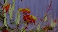 super slo mo yellow butterfly leaves flower HD Footage