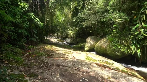Super Slow Isolated Nature With a Clean Tropical  Jungle River Stock Footage