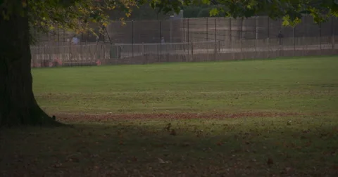 Super Slow Mo: Autumn Black Bird 4K Stock Footage 42934846