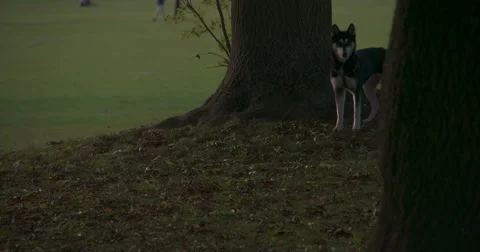 Super Slow Mo: Autumn evening Dog 4K Stock Footage 42940786