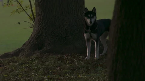 Super Slow Mo: Autumn evening Dog HD Stock Footage 42942517