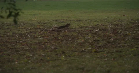 Super Slow Mo: Autumn Squirrel 4K Stock Footage 42898138