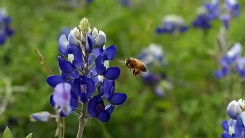 Super slow-mo closeup of honeybee collecting pollen from flowering bluebonnets Stock-Footage 152802112
