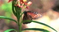 super slow mo painted lady Vanessa cardui butterfly abstract Van Gogh HD 동영상