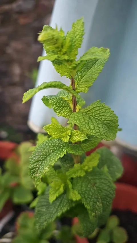 Super slow mo of some mint moving in the breeze Video stock 245455109