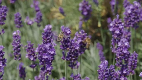 Super Slow MoHoney Bee, Bumble bee, cabbage white pollenating flowers Vídeo Stock 220844641