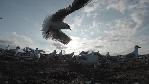 Super slow motion 240fps close up of seagulls feeding and taking flight Stock Footage 318686926