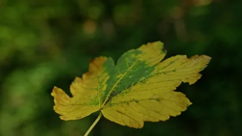Super Slow motion. An autumn leaf flies through the morning forest, close-up. A Stock Footage 319314083