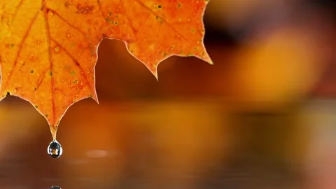 Super slow motion of autumn maple leaf with dripping drops into water Stock Footage 161919393