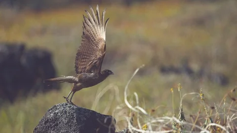 SUPER SLOW MOTION: Beautiful Chimango Caracara bird takes flight into wilderness Stock Footage 91177760
