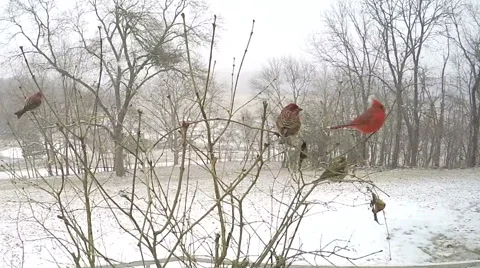 STUNNING Rare Cardinal Female and Male /Red Jay in 4k 